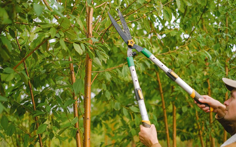 Tree trimming in Sierra Vista, AZ